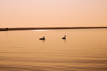 Obraz na płótnie Canvas wild swans in the argentine patagonia lagoon