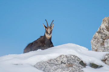 Alpine chamois or alpine goat (Rupicapra rupicapra) sitting on a snowy peak against a clear blue sky in the soft light of twilight. Italian alps mountains, Piedmont.