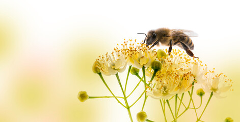 Linden flowers with honey bee isolated on a white background - obrazy, fototapety, plakaty