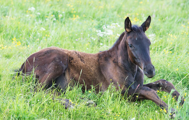 Fototapeta na wymiar lying foal in the meadow. cloudy day