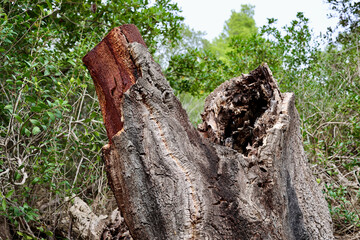 Quercus suber, commonly called the cork oak, is a medium-sized, evergreen oak tree. It is the primary source of cork for wine bottle stoppers. Tuscany, Italy. 
