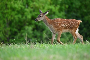 Naklejka na ściany i meble Deer fawn on pasture grazing on green meadow grass