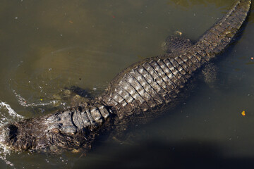 Alligator in The Water
