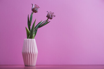 two pink and purple tulips in a vase on magenta background, spring flowers for women,