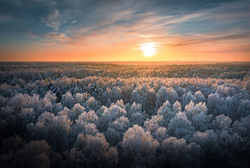 Warm sunrise over snowy countryside landscape. Pine forest covered in frost. Winter wonderland in vibrant colors.