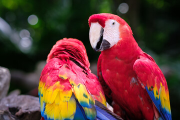 Colourful Parrot