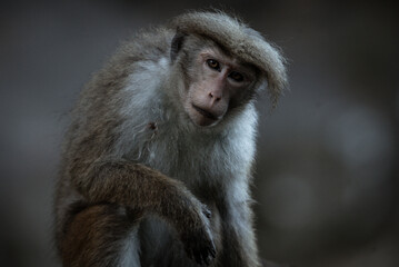 Portrait of a cute macaque monkey sitting and looking at camera on blurred gray background.