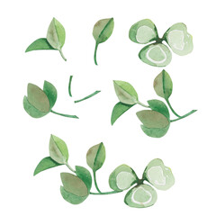 set of green leaves clover watercolor png