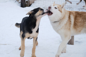 Kennel of northern sled dogs. Adult dog brings up young one. Red white Siberian husky plays with blue-eyed Alaskan husky puppy in snow in winter.