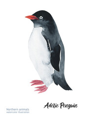 watercolor hand - painting penguin - illustration. Hand - drow art