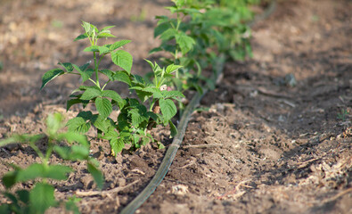 Young raspberry bushes grow in a row under drip irrigation in the spring.