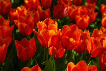 Field of tulip flowers in Gulhane park (Istanbul, Turkey) in springtime. Nature floral backgound. Orange and butterscotch colour. Close up, defocused background, copy space