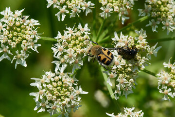 Wiesen-Bärenklau (Heracleum sphondylium) und Glattschieniger Pinselkäfer ( Trichius gallicus ) 