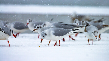 A group of beautiful black-headed gulls searching for food on a snow-covered beach in a beautiful...