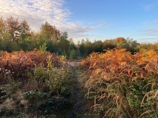 Goldener Oktober / Herbst im Wald 