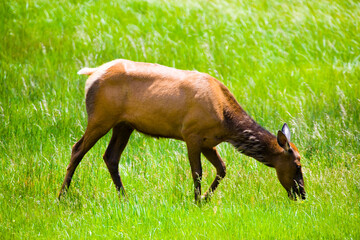 Elk grazing near the Gibbon River in Yellowstone National Park, Wyoming.