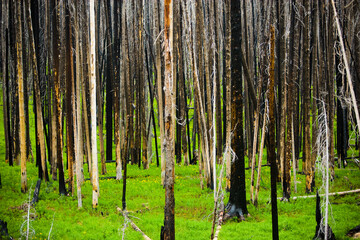Obraz premium A forest with green grass and standing dead trees recovering from a fire near Sylvan Pass in Yellowstone National Park, Wyoming.
