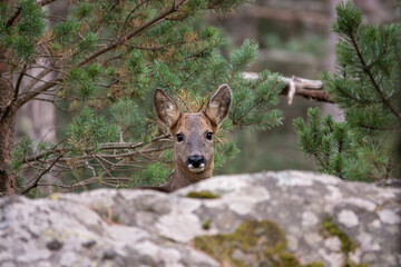 Quoi ma gueule?