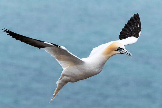 Basst&ouml;lpel-Kolonie auf Helgoland
