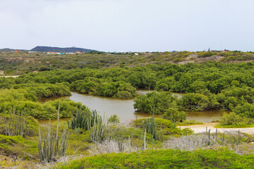 Oasis in the desert, Aruba