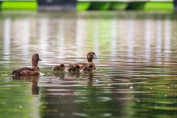 Tufted duck Family swims with their ducklings in green lake water.