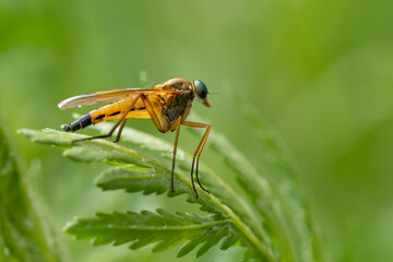 Beautiful nature scene with Snipe fly (Rhagio scolopaceus). Macro shot of Snipe fly (Rhagio scolopaceus) on the grass.