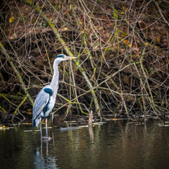 Graureiher (Ardea cinerea) an der Lahn