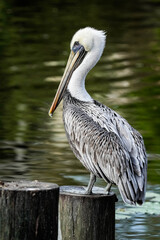 Brown Pelican - Portrait