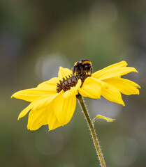 Bumble bee on sunflower