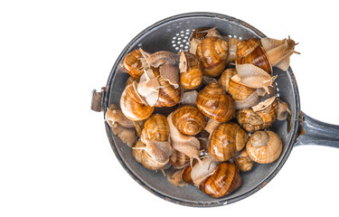 snail (Helix pomatia) - Burgundy snail - edible snail isolated on a white background