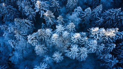 blue texture winter landscape trees