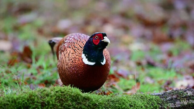Two pheasant roosters looking for food in a forest meadow, november, north rhine westphalia, germany, (phasianus colchicus)