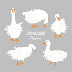 Cute Sebastopol goose set. Cartoon vector collection isolated on grey background. © Toltemara