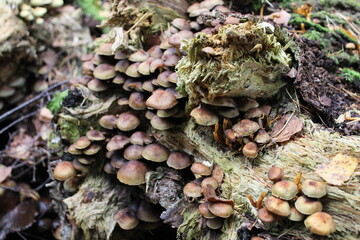Mushrooms on a fallen tree in the forest.