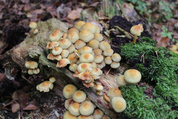 Mushrooms in the forest.