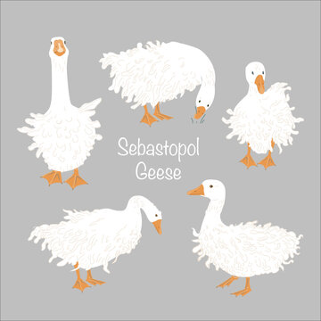 Cute Sebastopol goose set. Cartoon vector collection isolated on grey background.