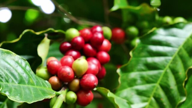 coffee plant with ripe beans. coffee beans ripening on the branch. Arabica and robusta coffee
