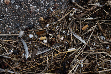 Cigarette buds and other trash laying between parts of crabs and feathers and seaweed
