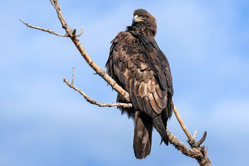Golden Eagle