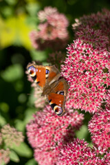 A peacock butterfly is eating on a pink Sedum flower - Hare cabbage. A flowerbed with flowers pollination by insects. Butterflies fly. Nature sunny day. Insect. Butterfly wings. Green plant close up.