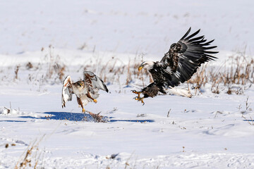 Hawk vs. Bald Eagle