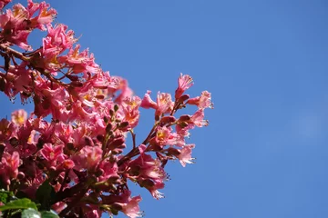 Keuken spatwand met foto Beautiful pink azalea flowers against blue sky © Helen