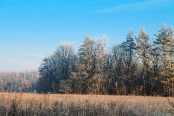Obraz na płótnie Canvas Sunny morning trees in late autumn frost