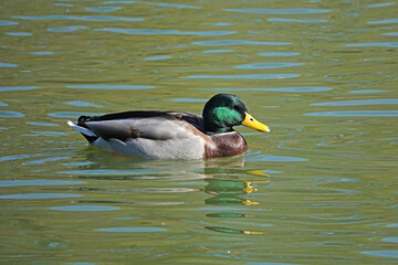 Male mallard duck on water with rippled reflection