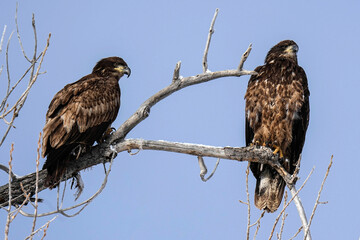 Juvenile Bald Eagles - Colorado