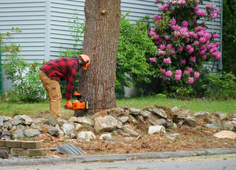 manual worker removing tree in residential area