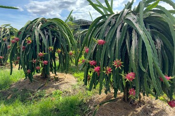 dragon fruit on the dragon fruit pitaya tree, harvest in the agriculture farm at asian exotic...