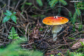 Fliegenpilz im Wald im Herbst