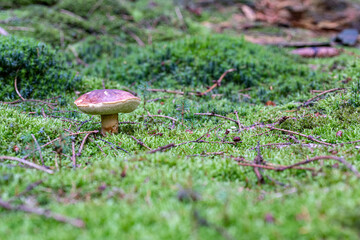 Steinpilz im Wald im Herbst