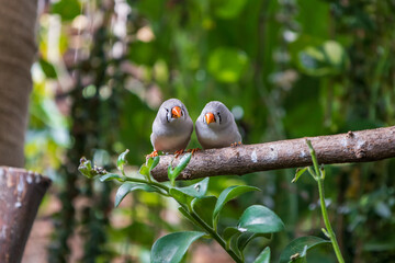 Taeniopygia guttata - small colorful exotic bird in green